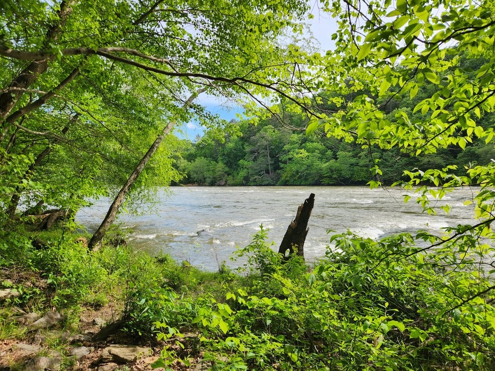 Fluss im grünen Wald – ruhige Naturszene